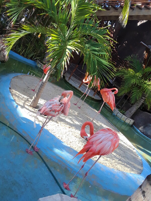 Flamingos during their visit to Costa Maya, Mexico.
