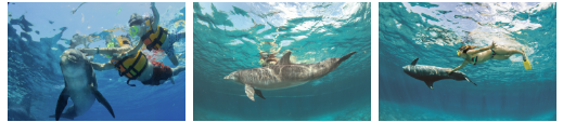 Dolphin Swim Adventure Dreams Puerto Aventura