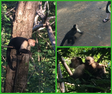 Capuchin Monkeys in the trees in Guanacaste, Costa Rica - Brentwood Travel