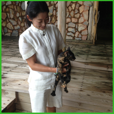 Stray Cat living at Soneva Kiri, Thailand - Brentwood Travel