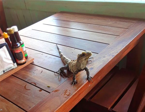 A little friend that stopped by Emily's lunch in Costa Maya!